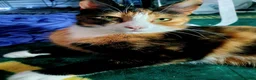 Mixed Breed cats for sale: Cute, playful, lovely kitten £170 - Advert 5