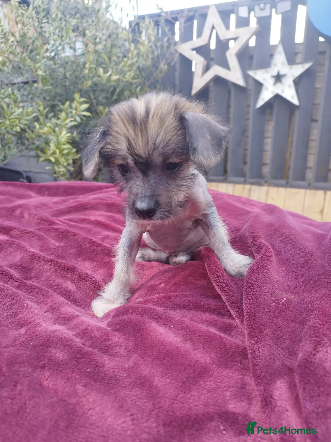 Mexican Hairless dogs for sale: Mexican Hairless cross Chinese crested puppies ❤️ in Manchester - Advert 2