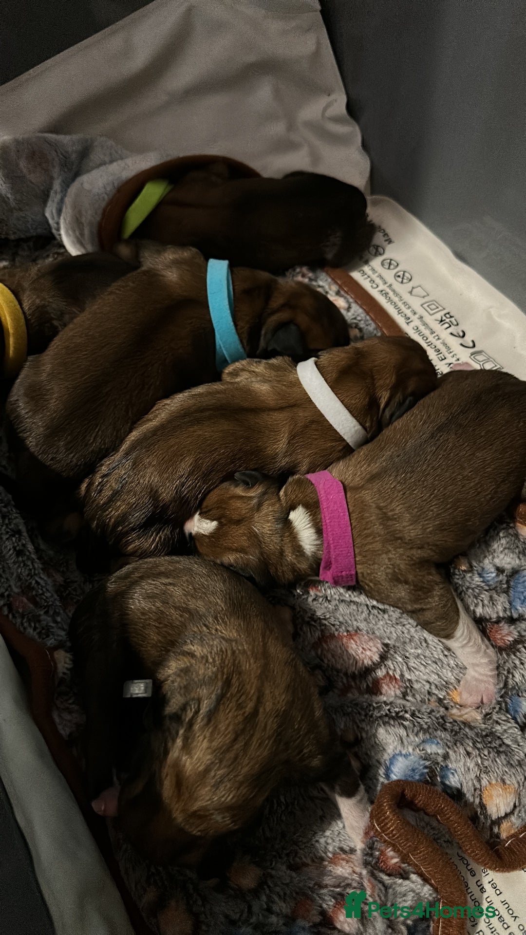 Boxer dogs for sale: Boxer Puppies KC registered  - Image 5