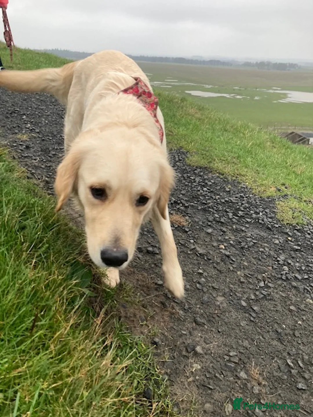 Golden Retriever dogs for sale: Millie - Advert 6