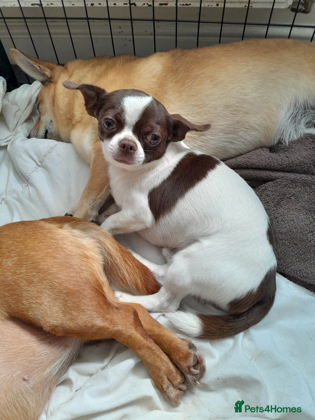 Chihuahua dogs for stud: Chocolate & White Chihuahua in Grimsby - Image 1