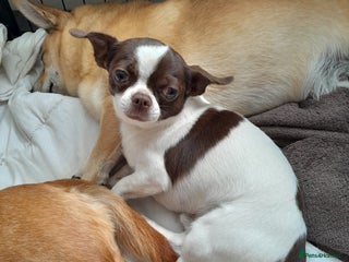 Chihuahua dogs in Grimsby - Advert 2