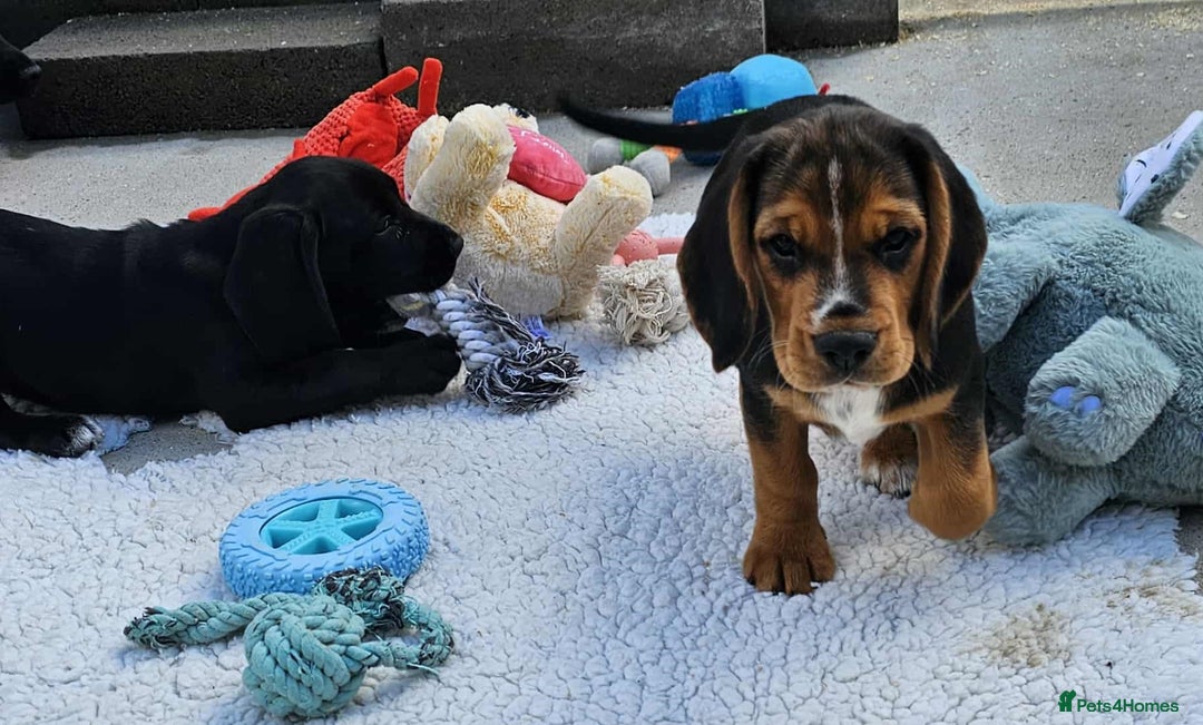 Bocker dogs for sale: Beautiful Bocker Boys - Ready Now - Image 3