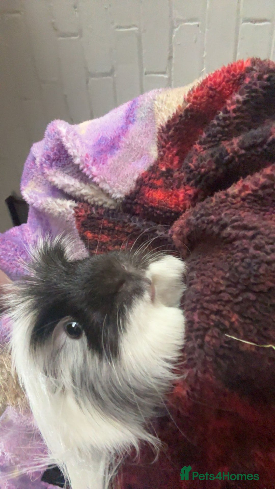 Guinea Pig rodents for sale: Male Guineapigs for sale  - Image 6