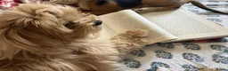 Maltipoo dogs for sale: Teddy our Golden Maltipoo looking for a good home in Bournemouth - Advert 4