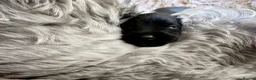 Schnoodle dogs for sale: Beautiful F1 Schnoodle Puppies - Advert 31