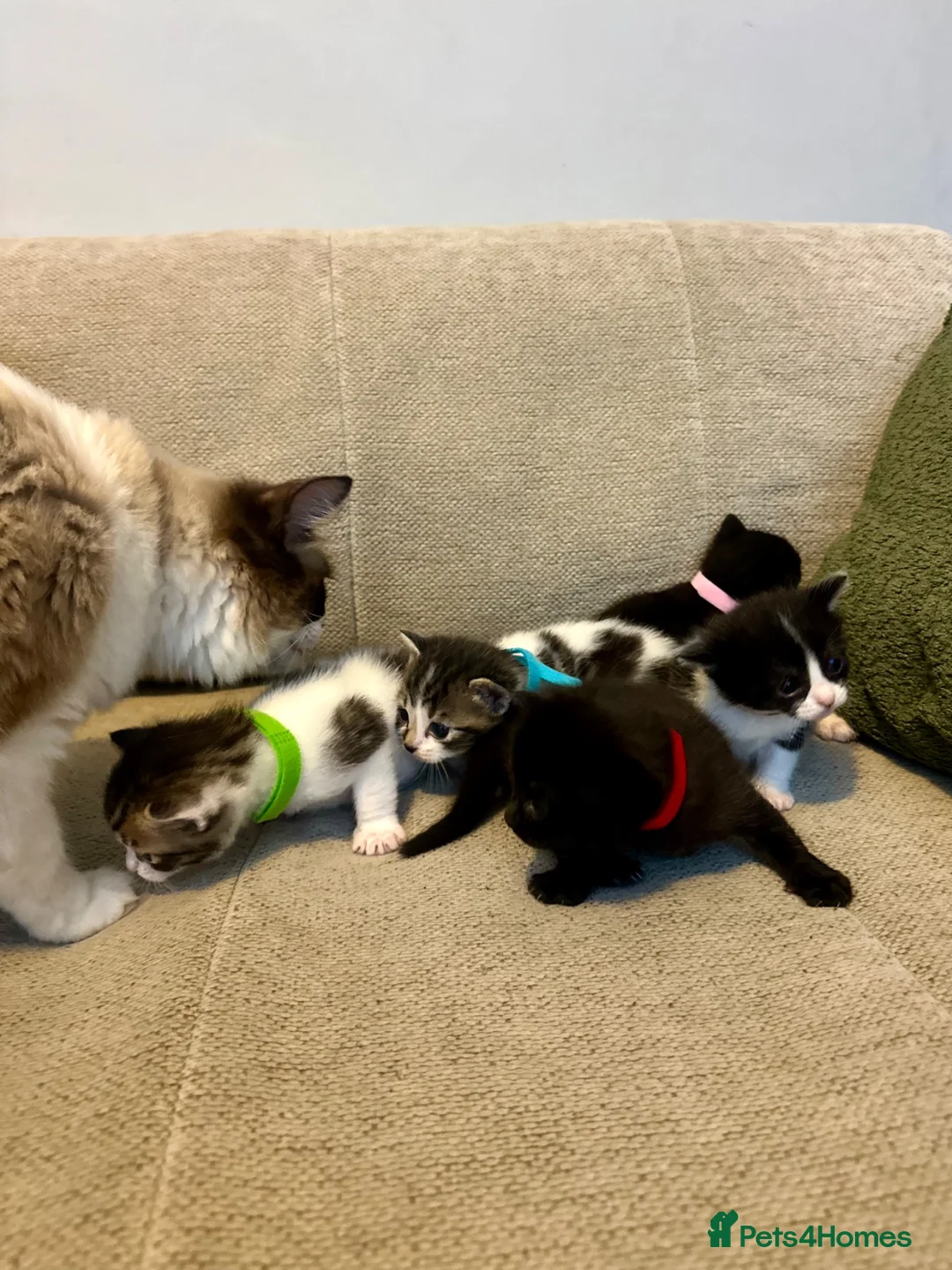 Ragdoll cats for sale: Ragdoll cross kittens  - Advert 1