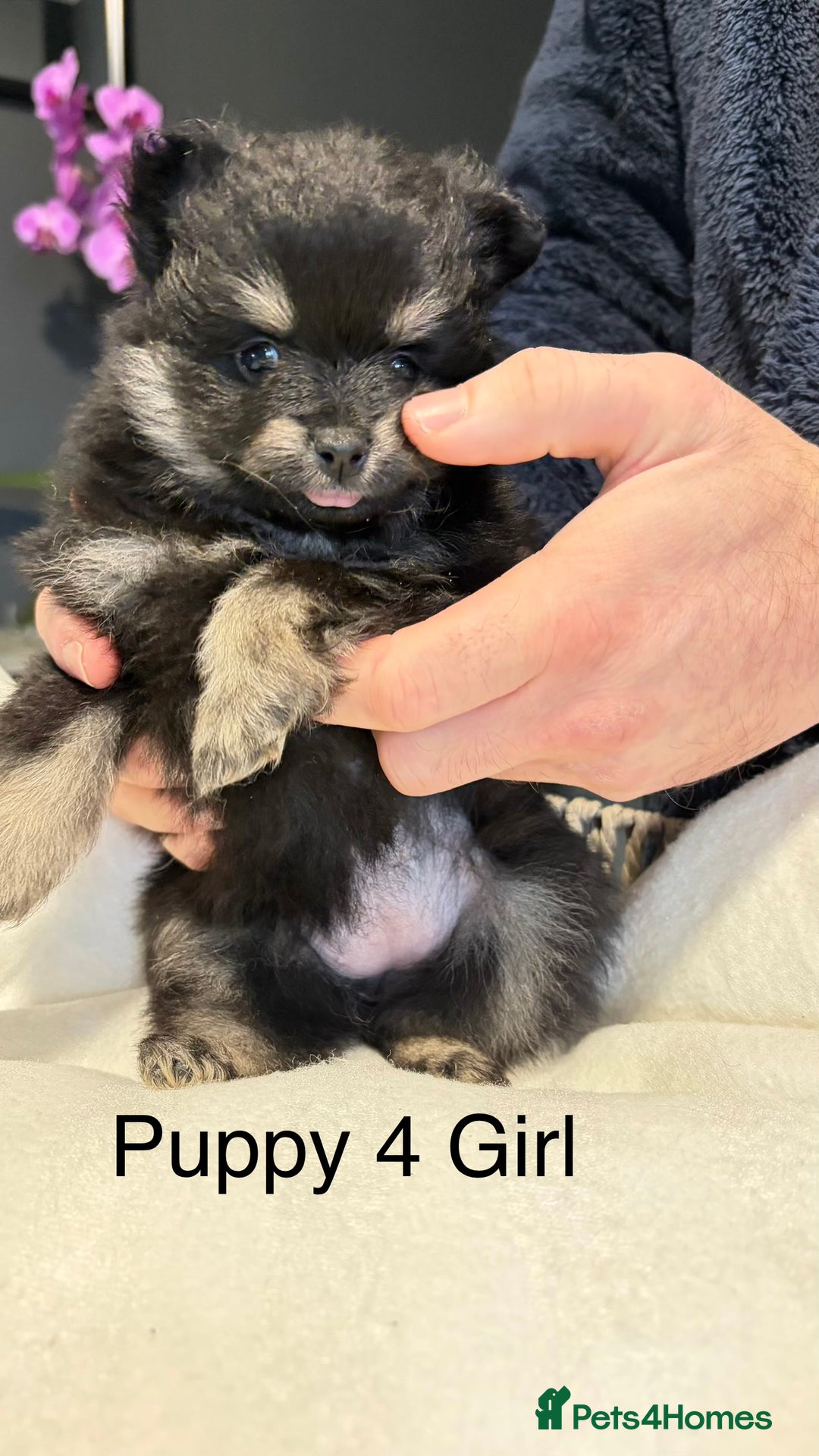 Pomeranian dogs for sale: Pomeranian Puppies 💗 - Advert 5