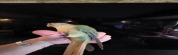 Conures birds for sale:  Hand readed Mooncheek Conure with Full Setup  in Montacute - Advert 17