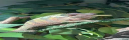 Chameleon reptiles for sale: True nosy be blue panther chameleon  in Reading - Advert 10
