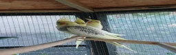 Cockatiels birds for sale: Baby cockatiels for sale, ready now - Advert 9