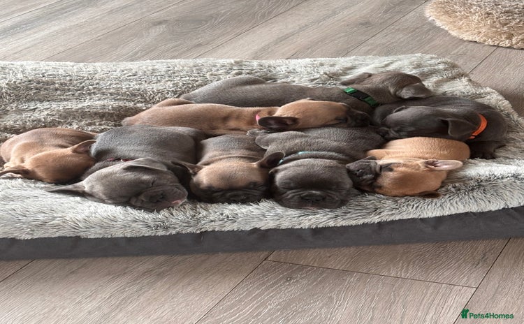 French Bulldog dogs - Advert 2