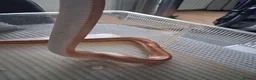 Corn Snake reptiles for sale: Various corn snakes for sale, Snow Tessera & more - Advert 25