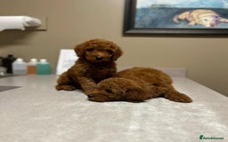 Goldendoodle dogs for sale: Beautiful GoldenDoodle Puppies Ready This Weekend! - Image 19