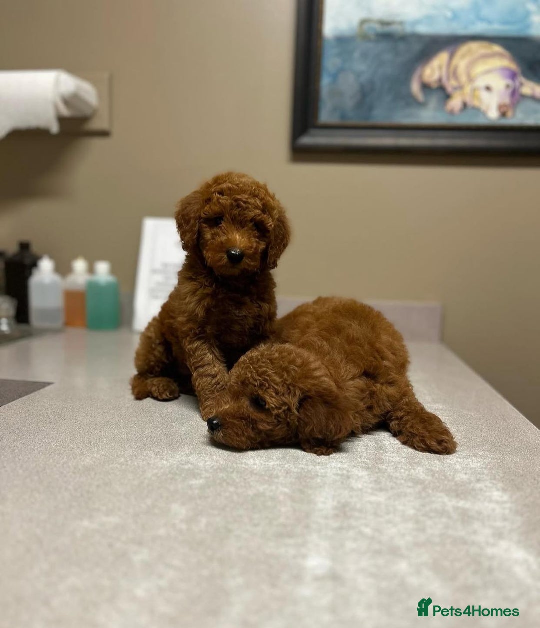 Goldendoodle dogs for sale: Beautiful GoldenDoodle Puppies Ready This Weekend! - Image 19