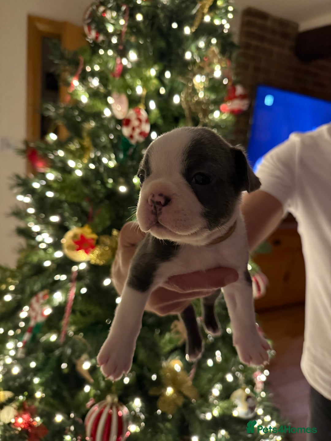 Boston Terrier dogs for sale: Boston Terrier puppies 🐶 - Advert 12