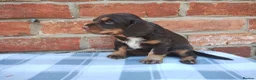 Cocker Spaniel dogs for sale: Cocker Spaniel Puppies  - Advert 7
