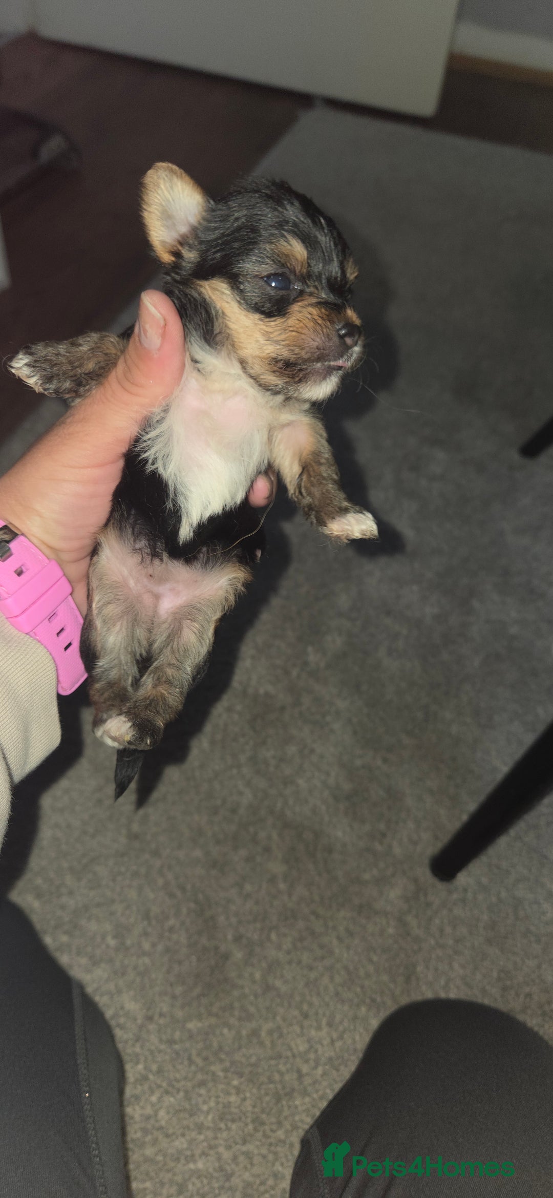 Mixed Breed dogs for sale: 4 tiny puppies - Image 4