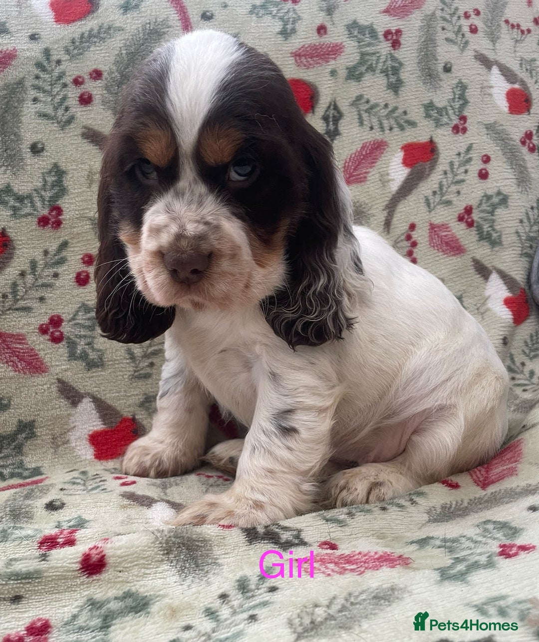 Cocker Spaniel dogs for sale: Show cocker spaniels  - Advert 6