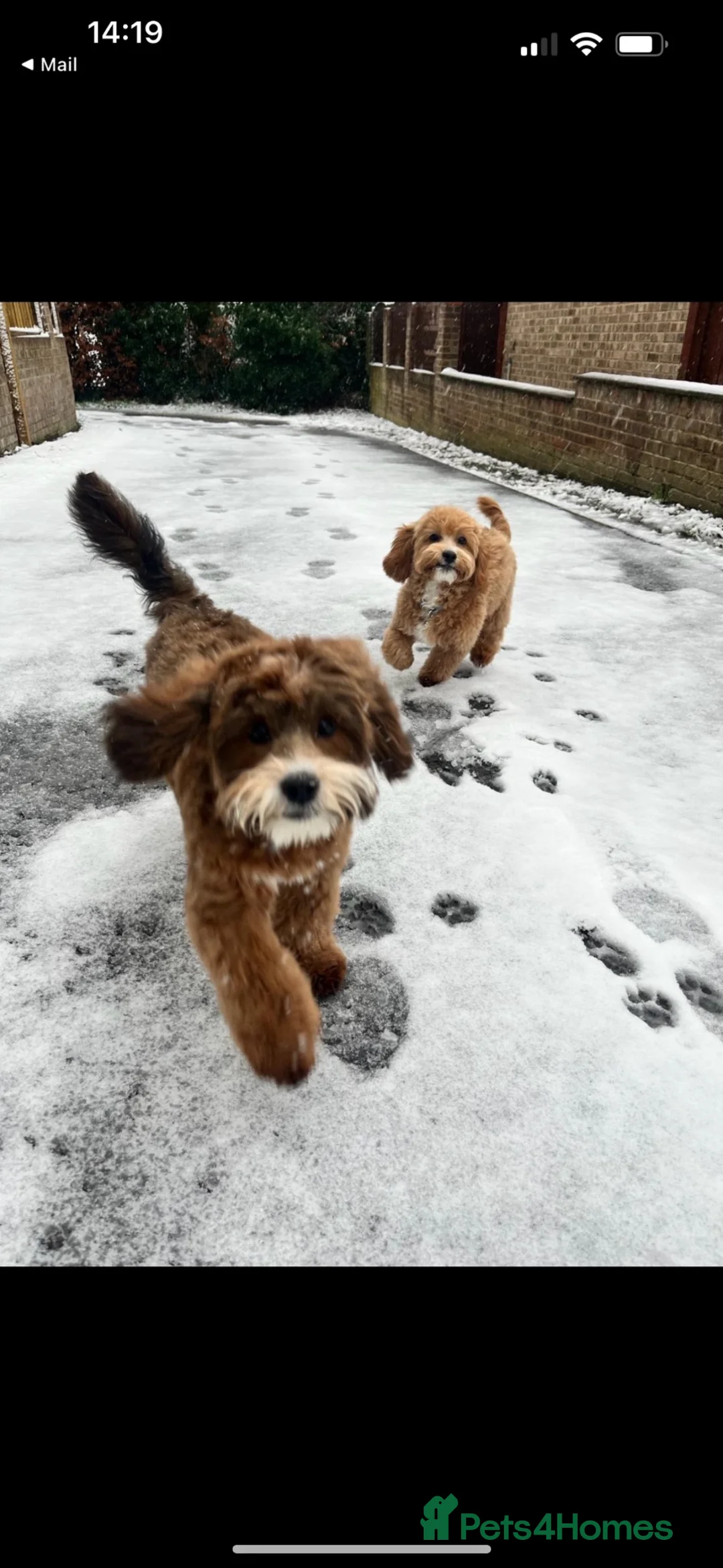 Lhasapoo dogs for sale: Lhasa poo x 2  - Advert 2
