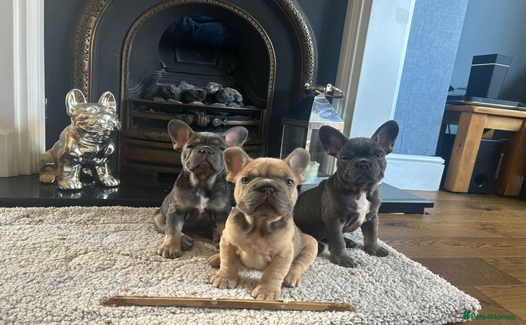 French Bulldog dogs - Advert 15