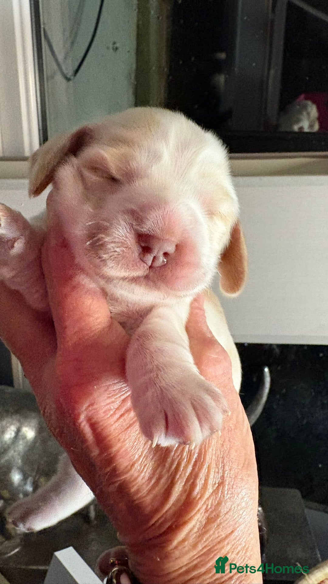 Cocker Spaniel dogs for sale: Show cocker spaniel pups - Advert 9