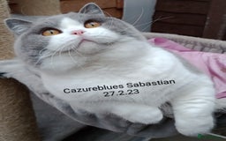 British Shorthair cats for stud: Gccf Active Lilac Stud Blood B NO LH in Manchester - Image 1