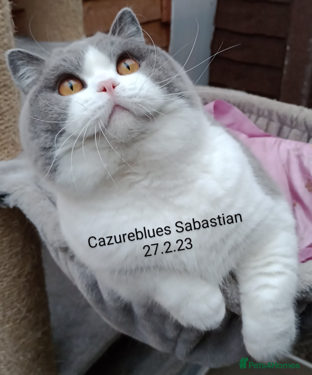 British Shorthair cats for stud: Gccf Active Lilac Stud Blood B NO LH in Manchester - Image 1