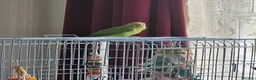 Parakeets birds for sale: Indian Ringneck Parakeet  in Reading - Advert 6