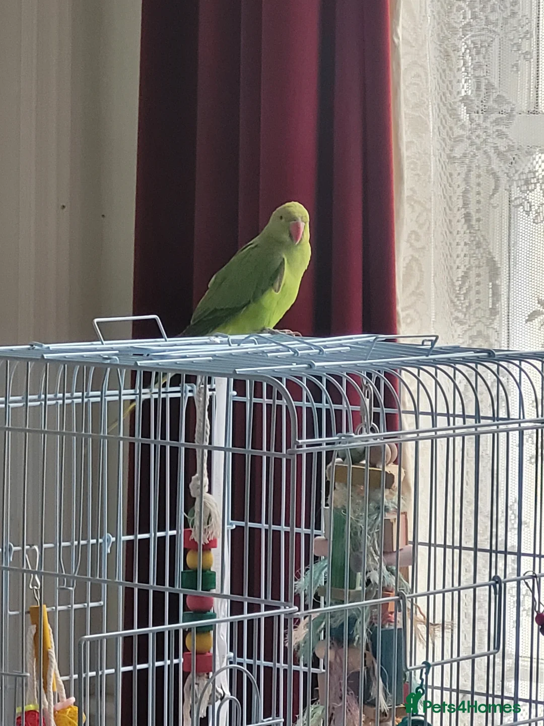 Parakeets birds for sale: Indian Ringneck Parakeet  in Reading - Advert 6