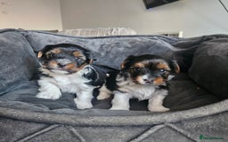 Yorkshire Terrier dogs for sale: 5 szczeniąt York terrier (Biewer) - Image 22