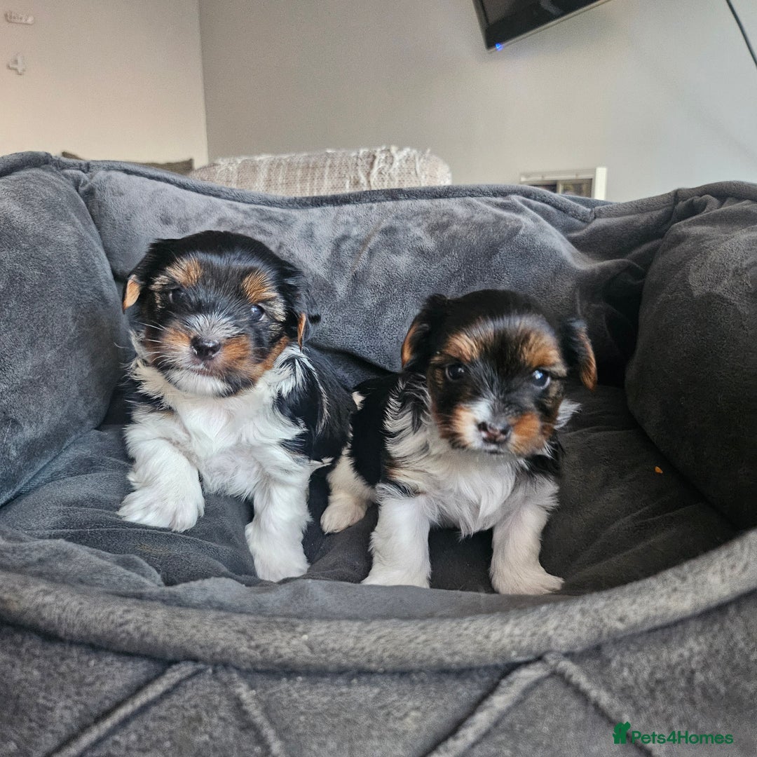Yorkshire Terrier dogs for sale: 5 szczeniąt York terrier (Biewer) - Image 22