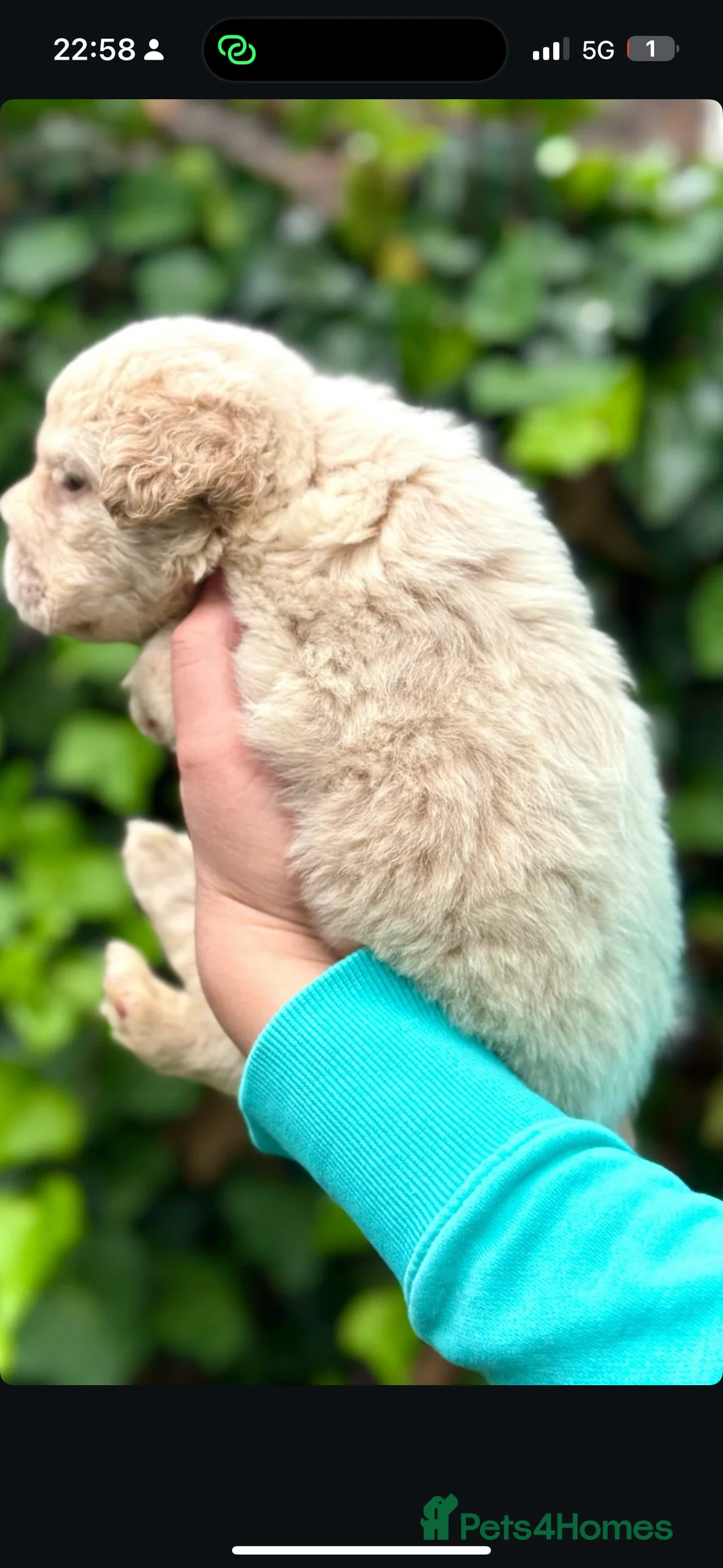 French Bulldog dogs for stud: FLUFFY ROPE BLAZE  in Liverpool - Advert 9