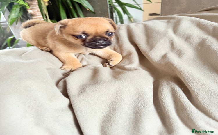 Mixed Breed dogs - Advert 1