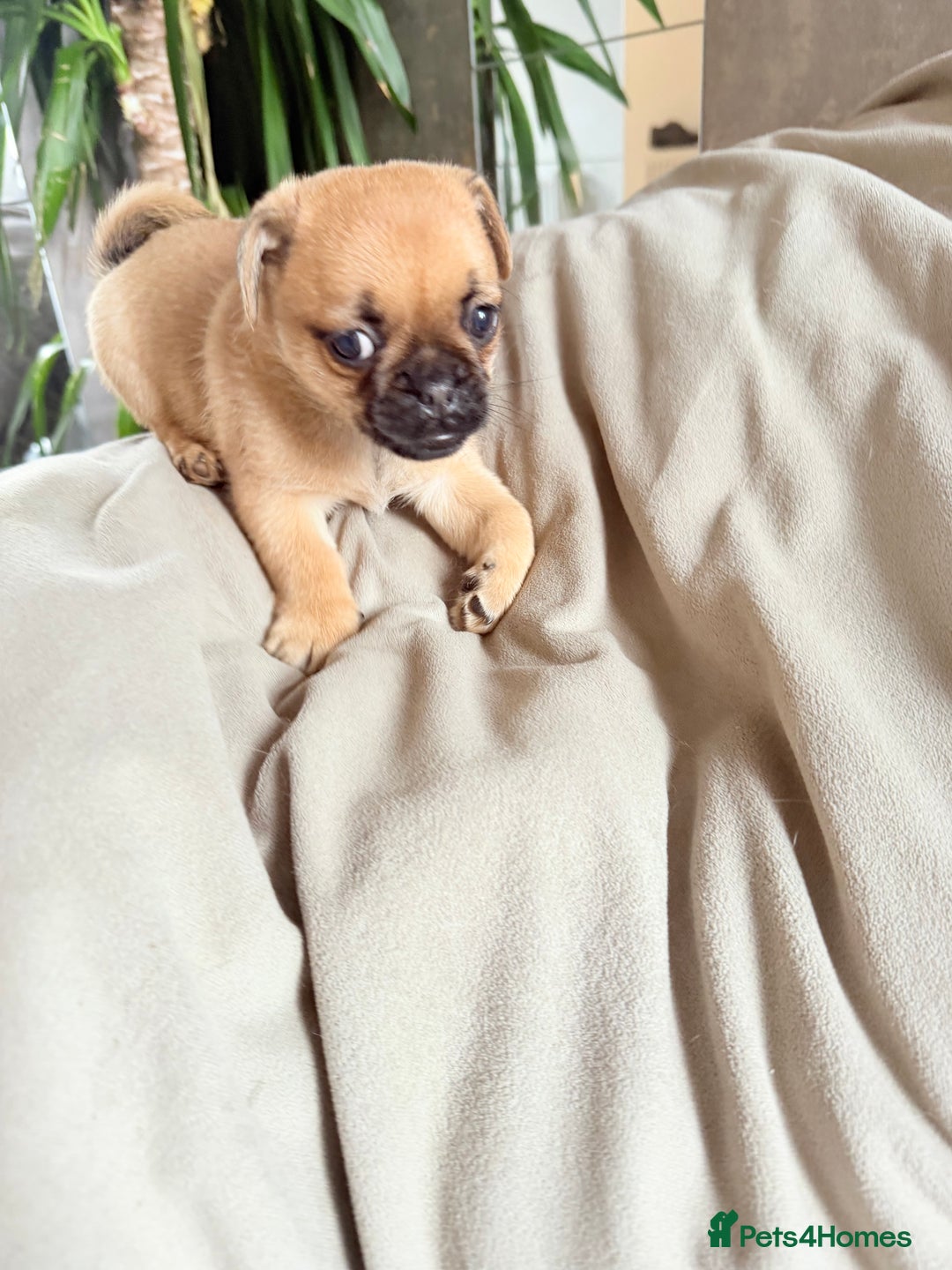 Micro pug Mixed Breed Puppies for sale Pets4Homes
