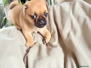 Mixed Breed dogs - Advert 1