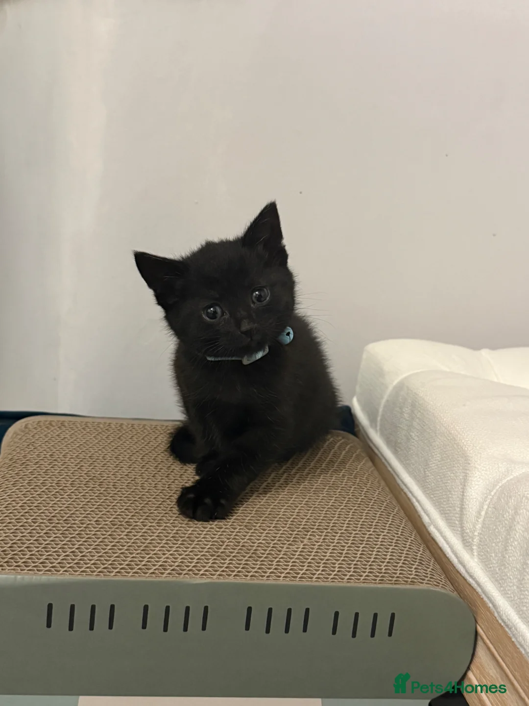 Mixed Breed cats for sale: Loving kitten for sale  - Advert 2