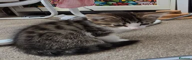 Tabby and White Female