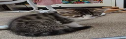 Mixed Breed cats for sale: Beautiful Longhaired Kittens in Halesowen - Advert 5