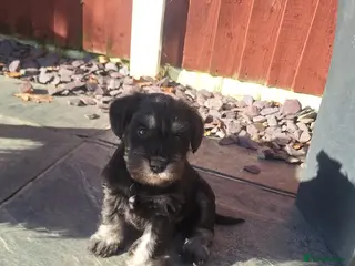 Miniature Schnauzer dogs 8 adorable miniature schnauzer puppies - Advert 1