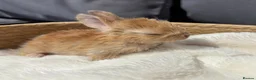 Mixed Breed rabbits for sale: Hand reared baby bunnies - Advert 3