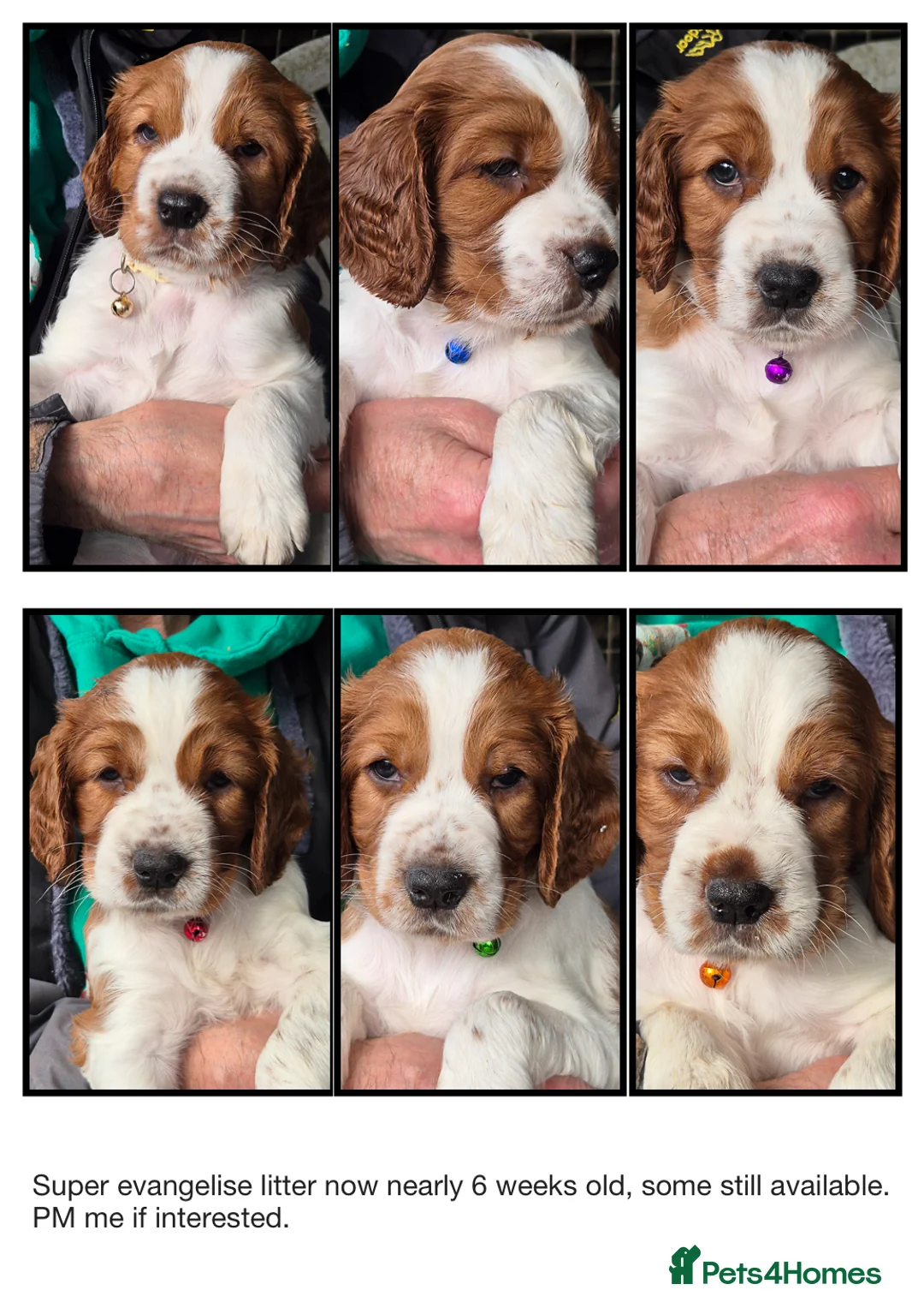 Welsh Springer Spaniel dogs for sale: Evangelise litter - Advert 1