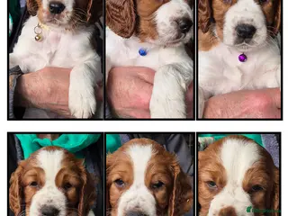 Welsh Springer Spaniel dogs Evangelise litter - Advert 4