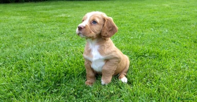 Cocker Spaniel dogs - Advert 6