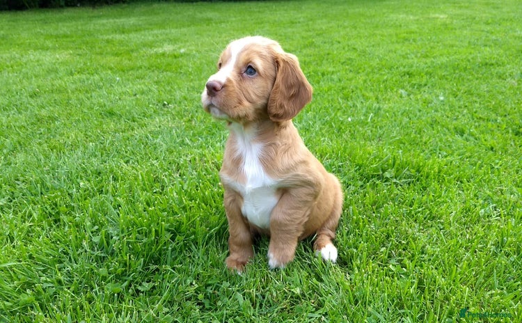 Cocker Spaniel dogs - Advert 13