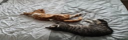 Domestic Shorthair cats for sale: Two cats for rehoming   - Advert 7