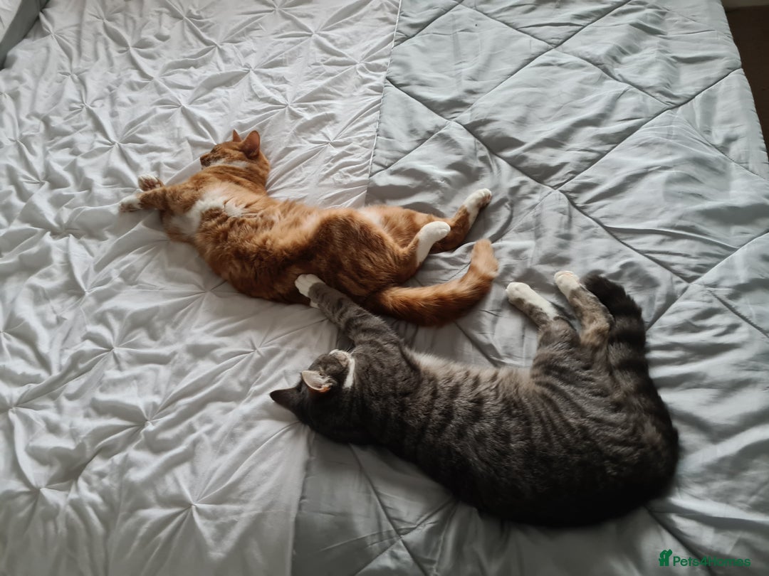 Domestic Shorthair cats for sale: Two cats for rehoming   - Advert 7