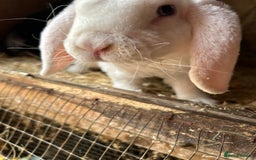 Mini Lop rabbits for sale: Blue eyed white mini plush lop doe - Image 2