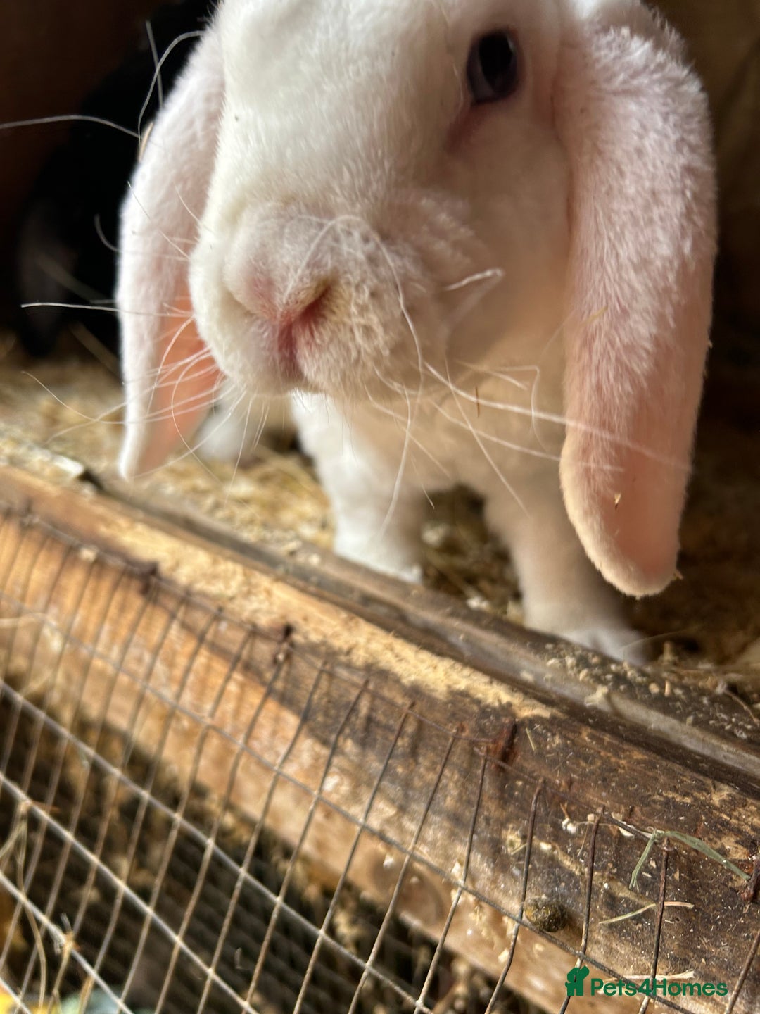 Mini Lop rabbits for sale: Blue eyed white mini plush lop doe - Image 2