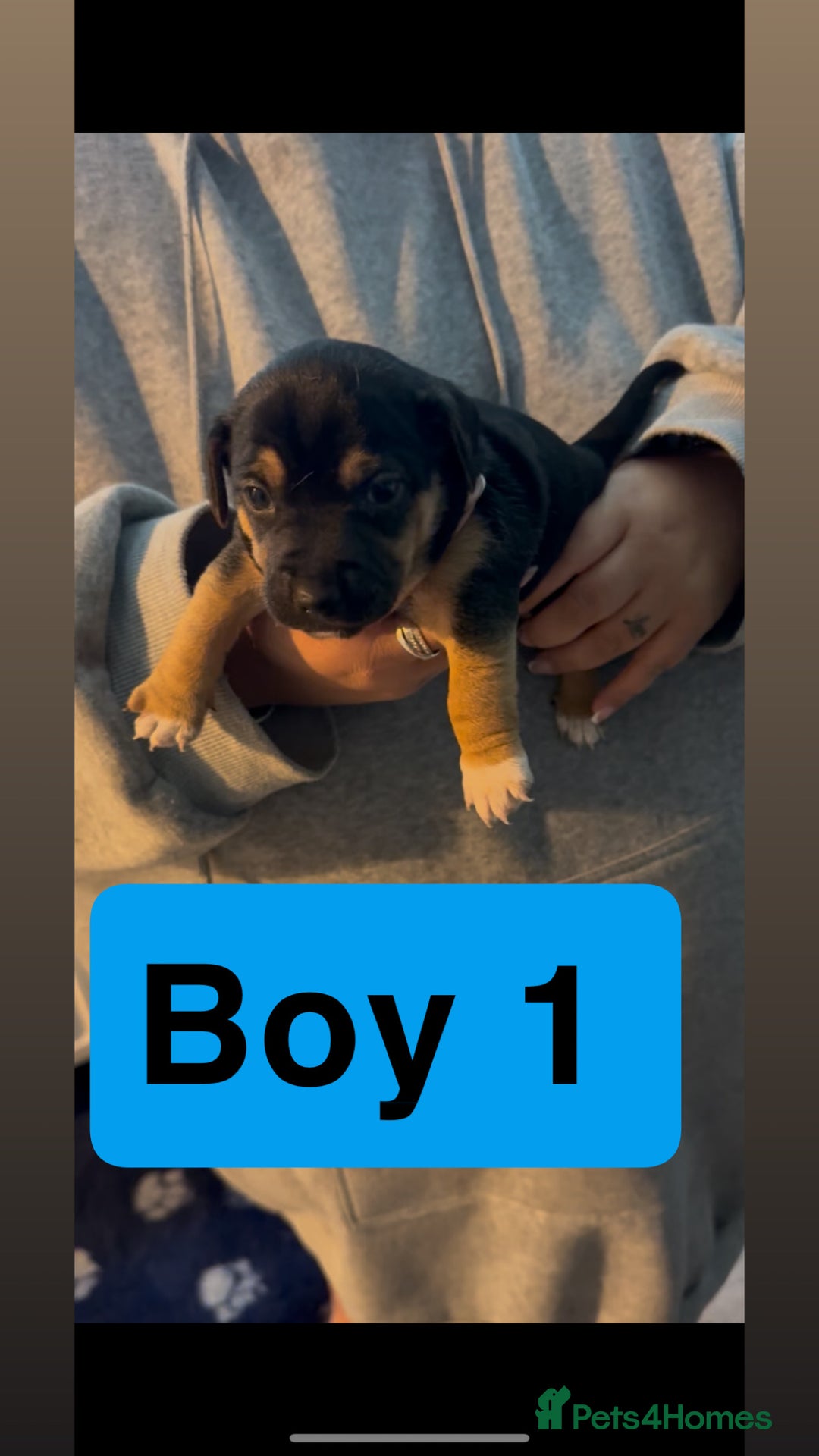 Jack Russell dogs for sale: Jack Russell puppy’s  - Image 14